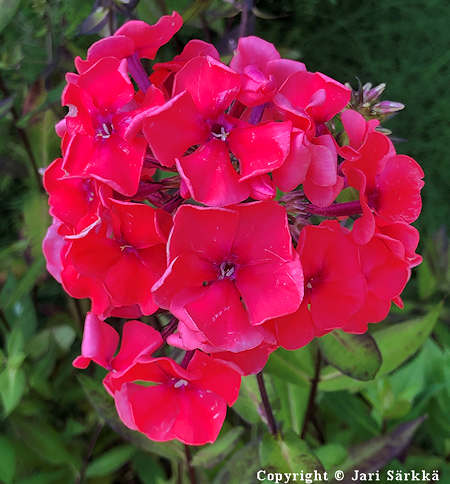 Phlox paniculata 'Adessa Orange', syysleimu